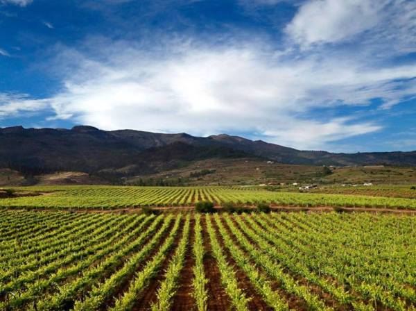 Rows of young vines with mountains and white clouds behind